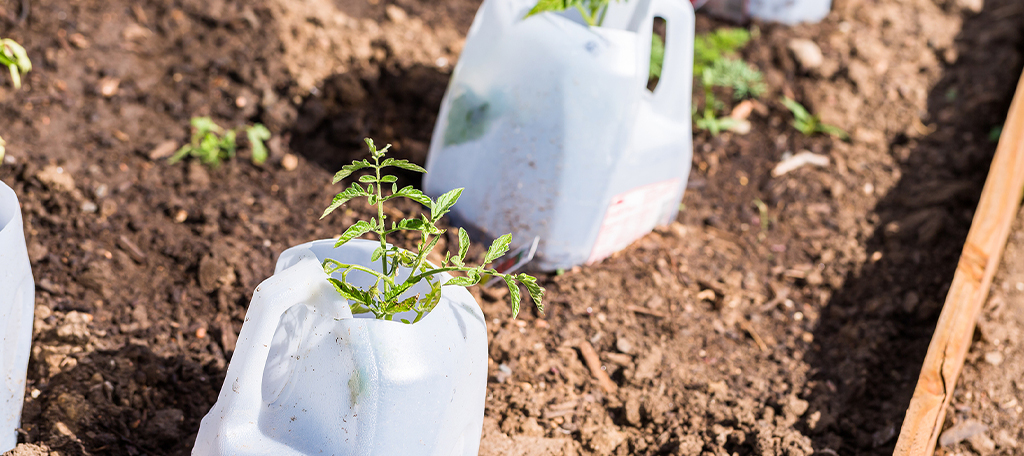 Milk Jug Planters